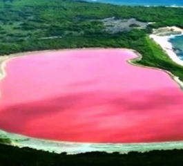 Lagos rosa no mundo: um fenômeno naturalista único